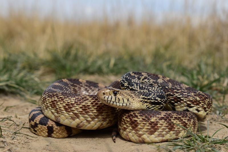 Colorado - Bullsnake