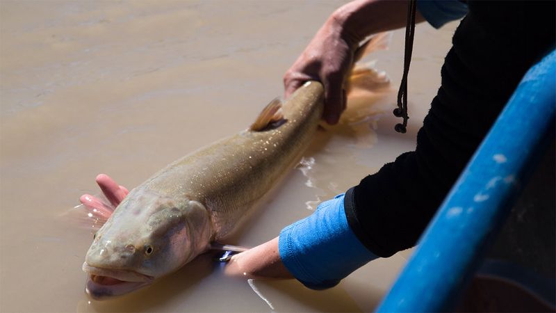 Colorado Pikeminnow