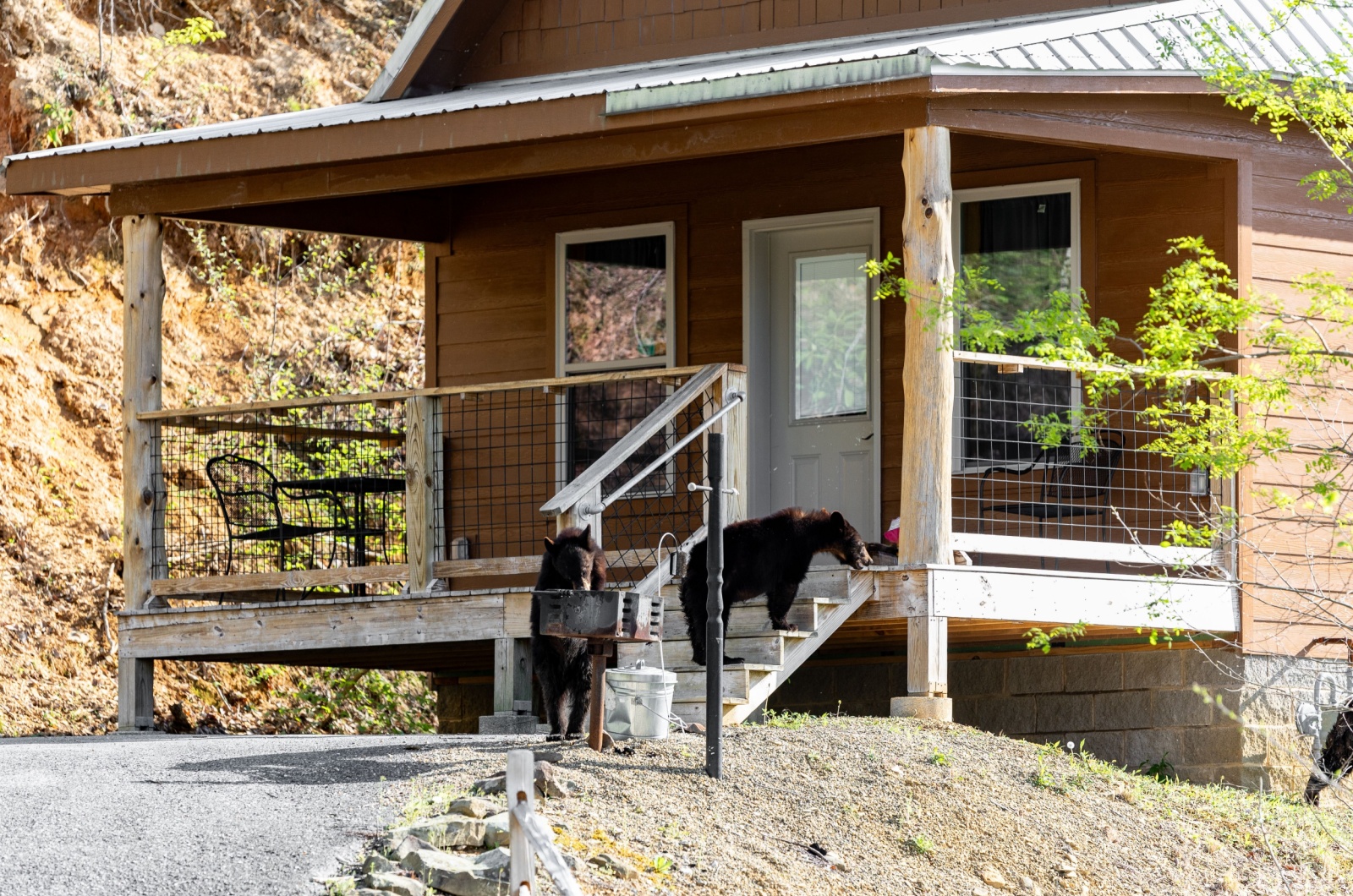 Colorado black bear