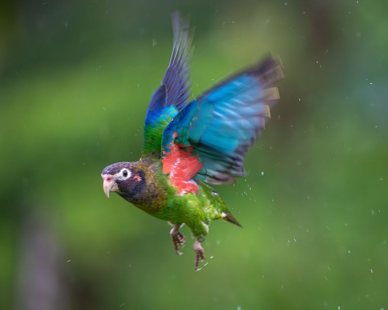 Colorful Feathers