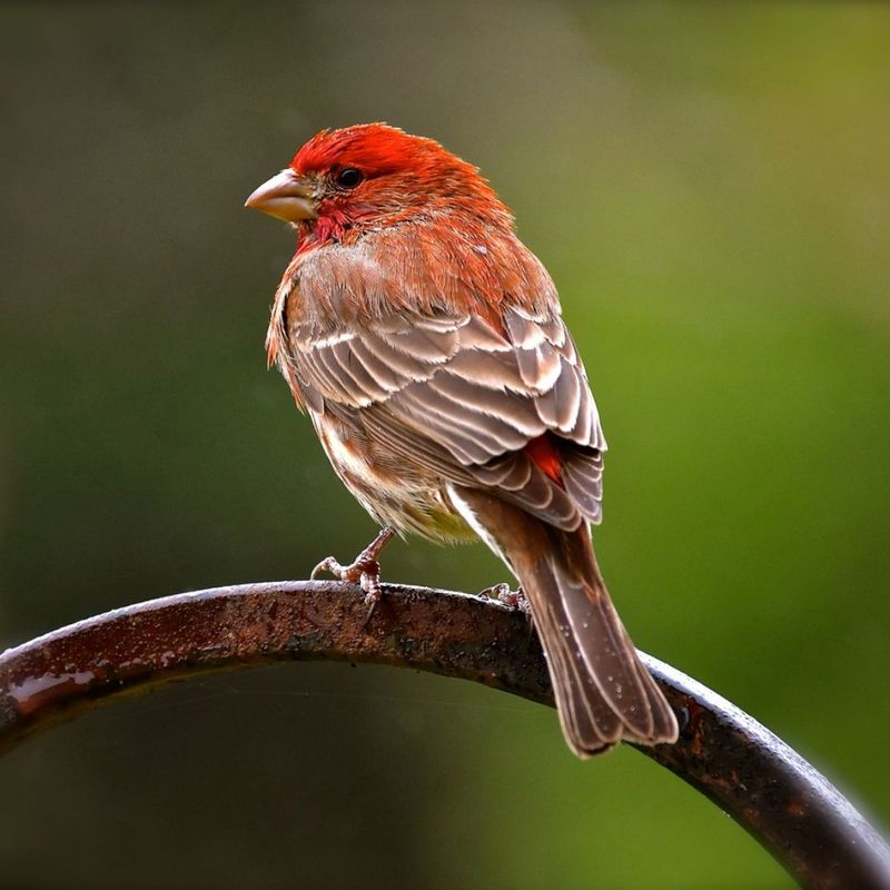 Colorful Plumage