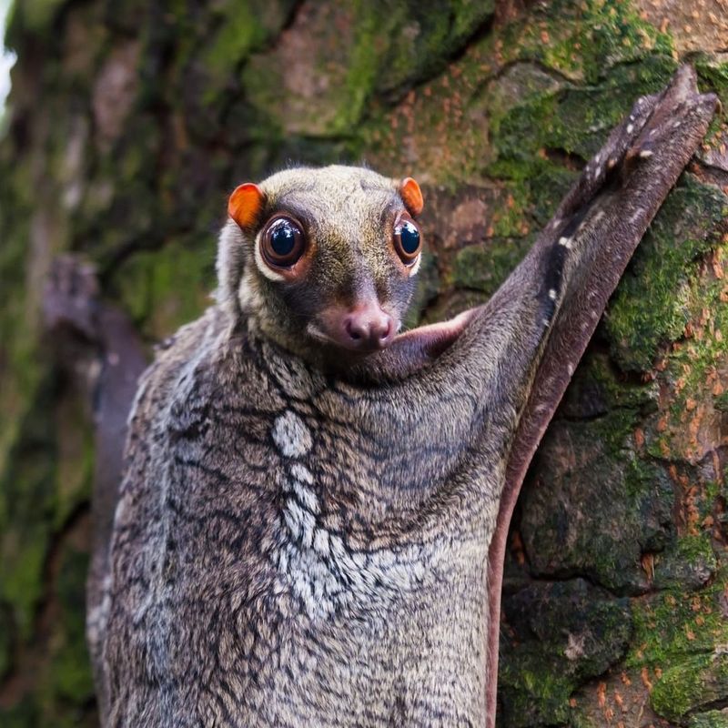 Colugo