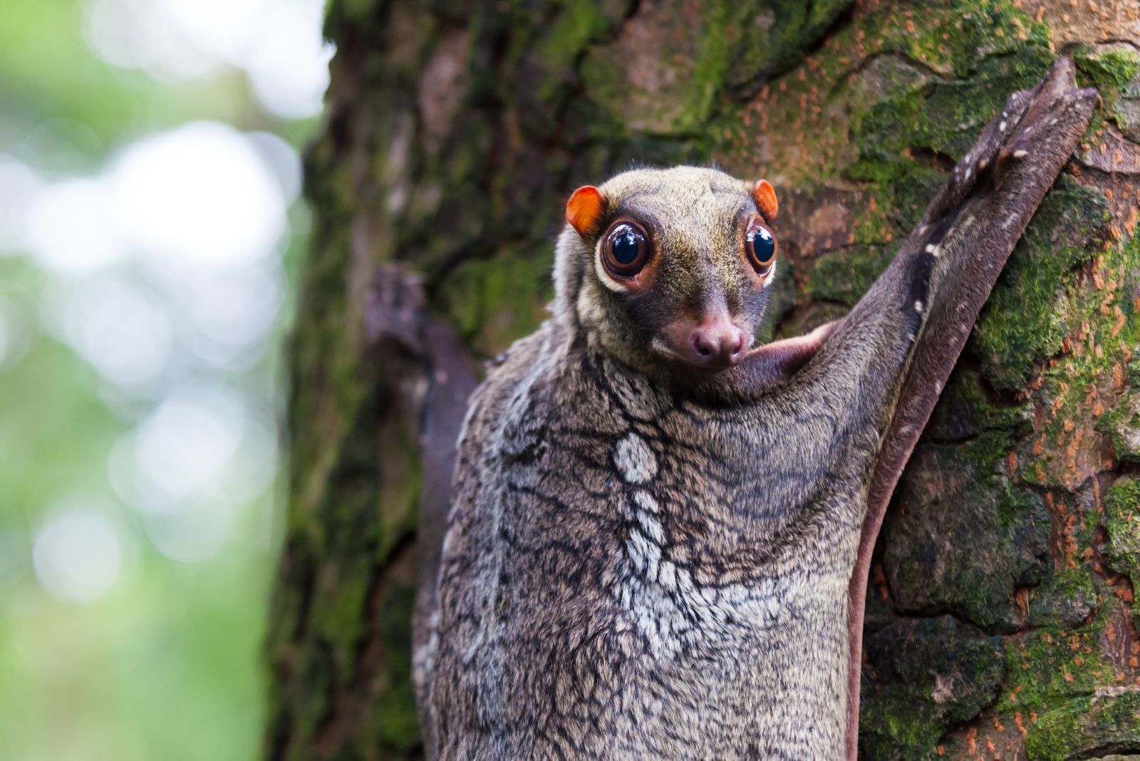 Colugo