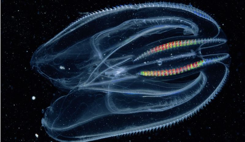 Comb Jelly (Ctenophore)