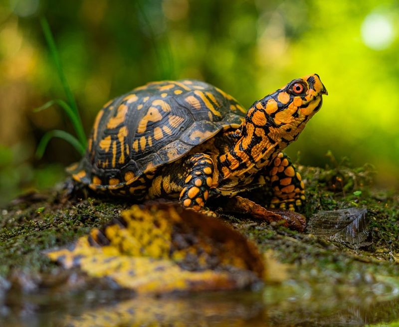 Common Box Turtle