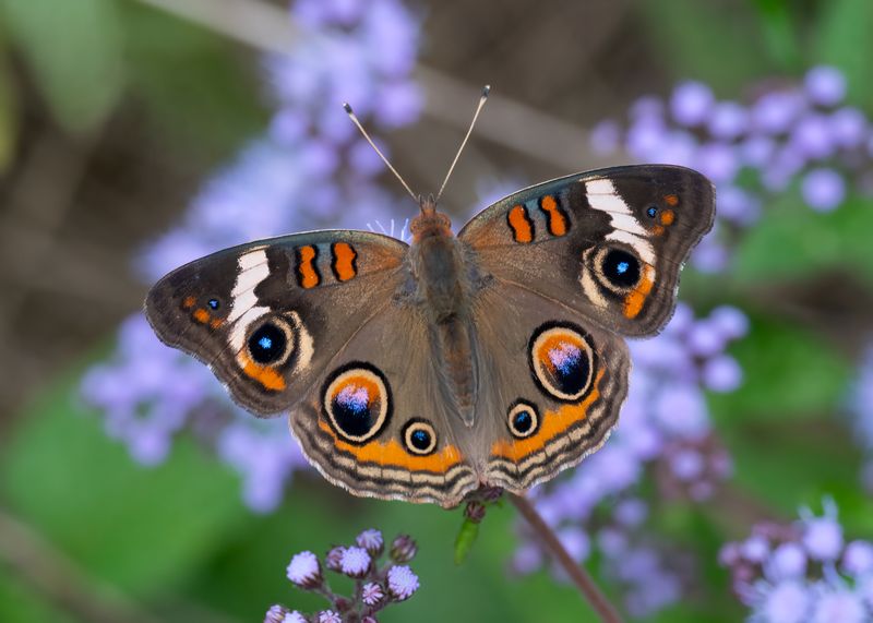 Common Buckeye