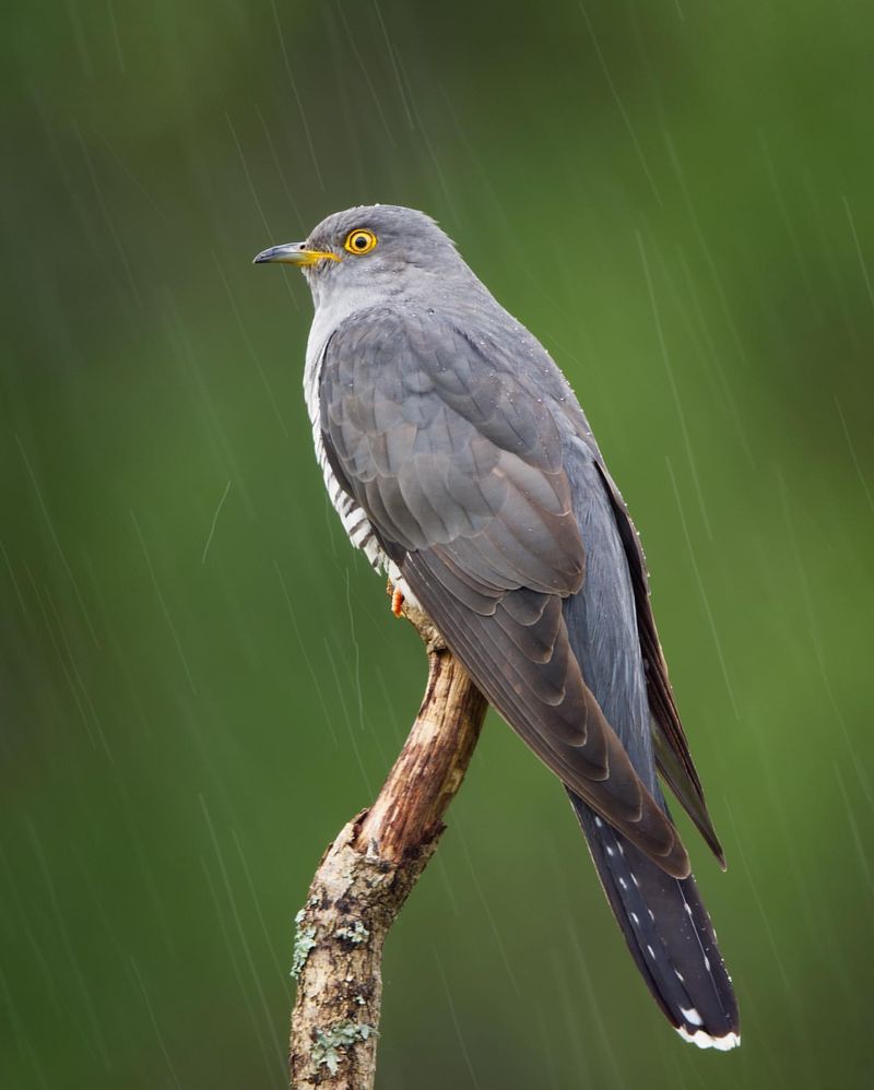 Common Cuckoo