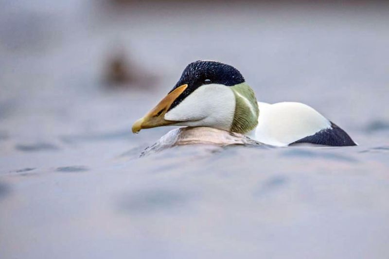 Common Eider