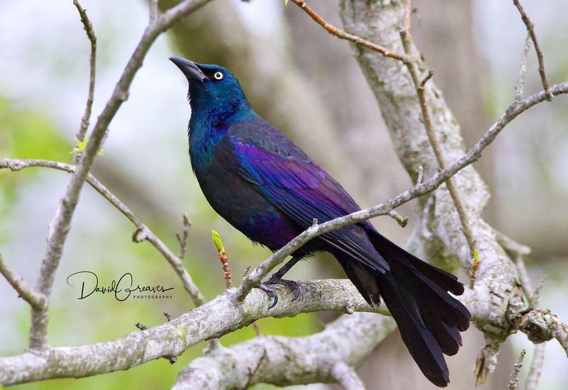 Common Grackle