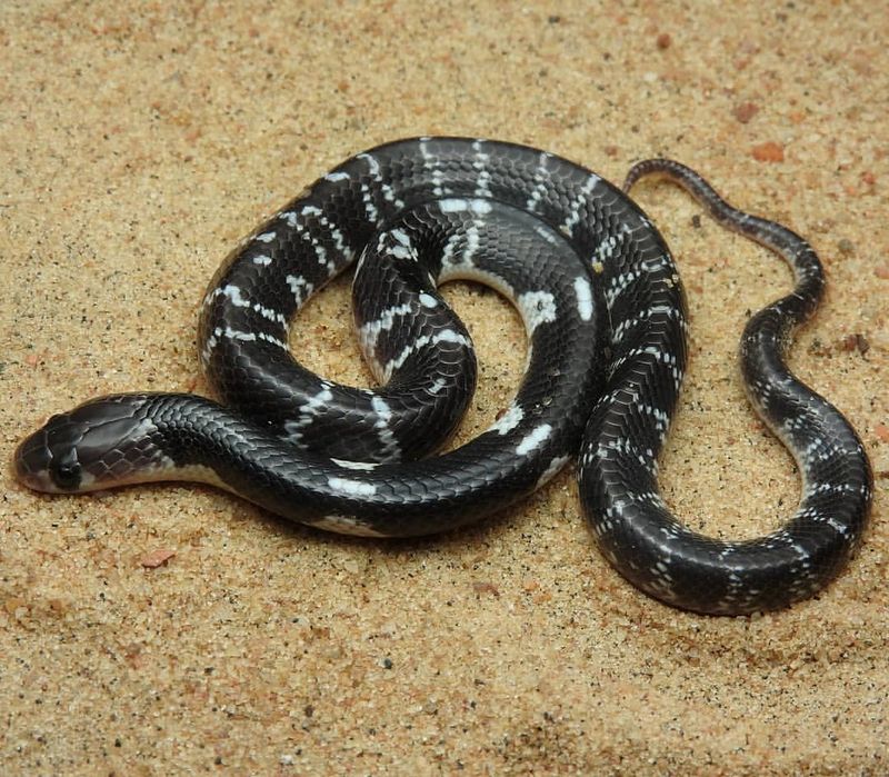 Common Krait