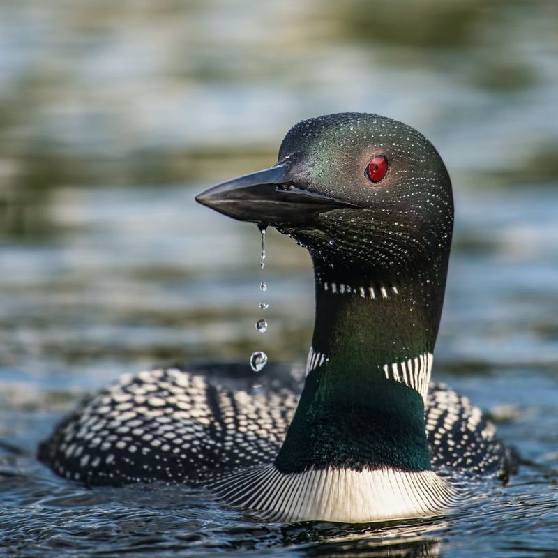 Common Loon