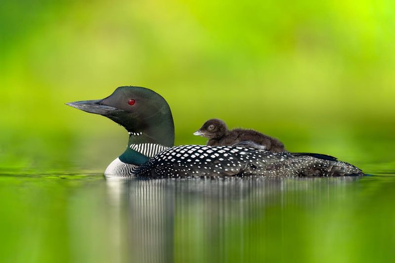 Common Loon