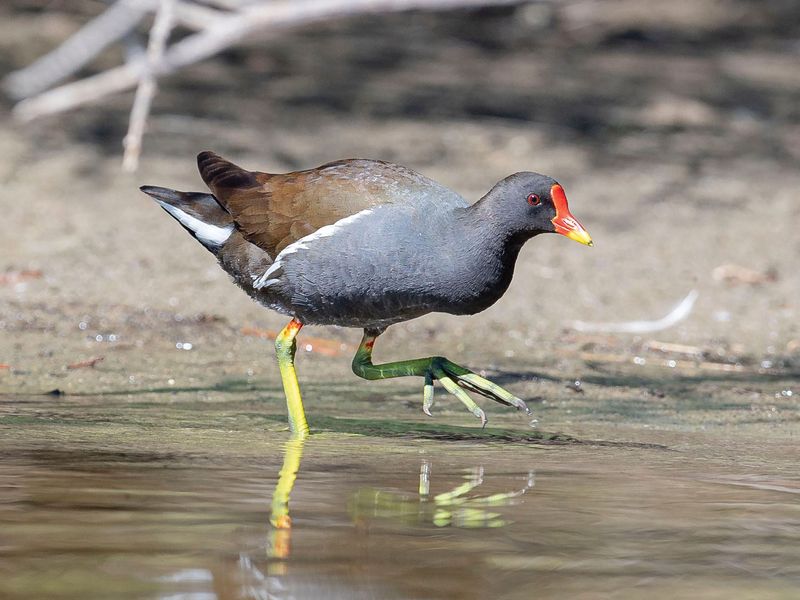 Common Moorhen