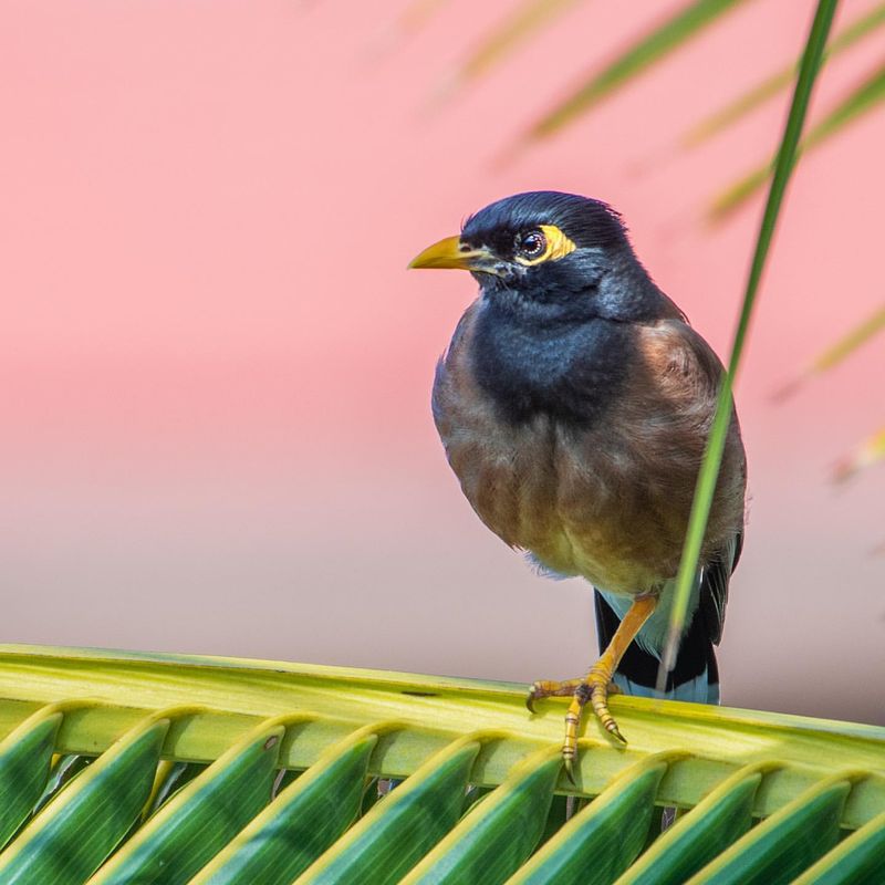 Common Myna