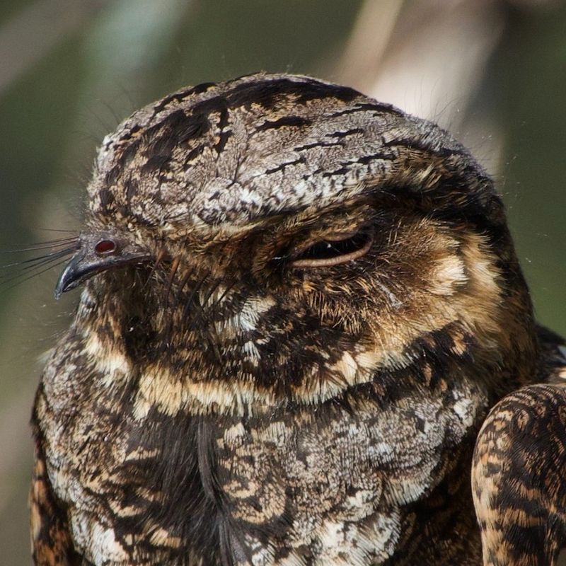 Common Nighthawk