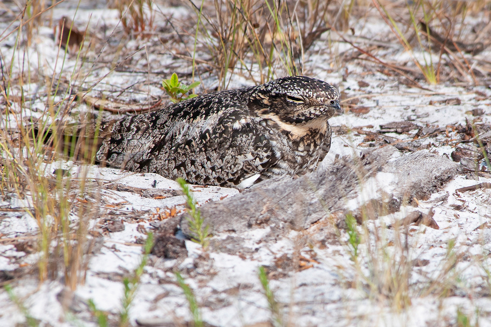 common nighthawk