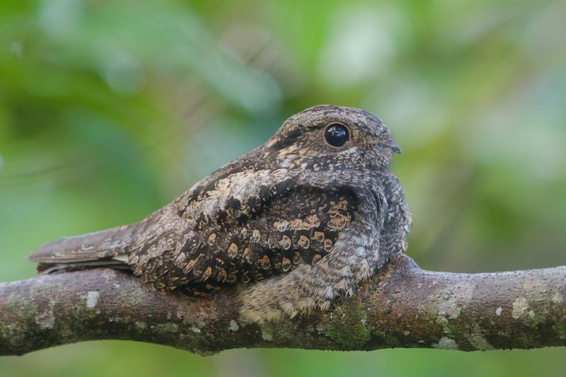 Common Nightjar