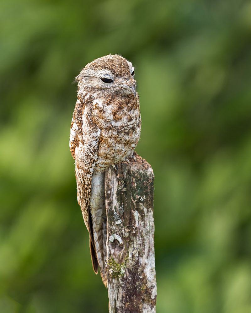 Common Potoo