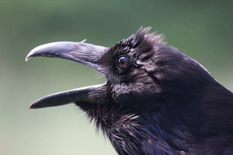 Common Raven