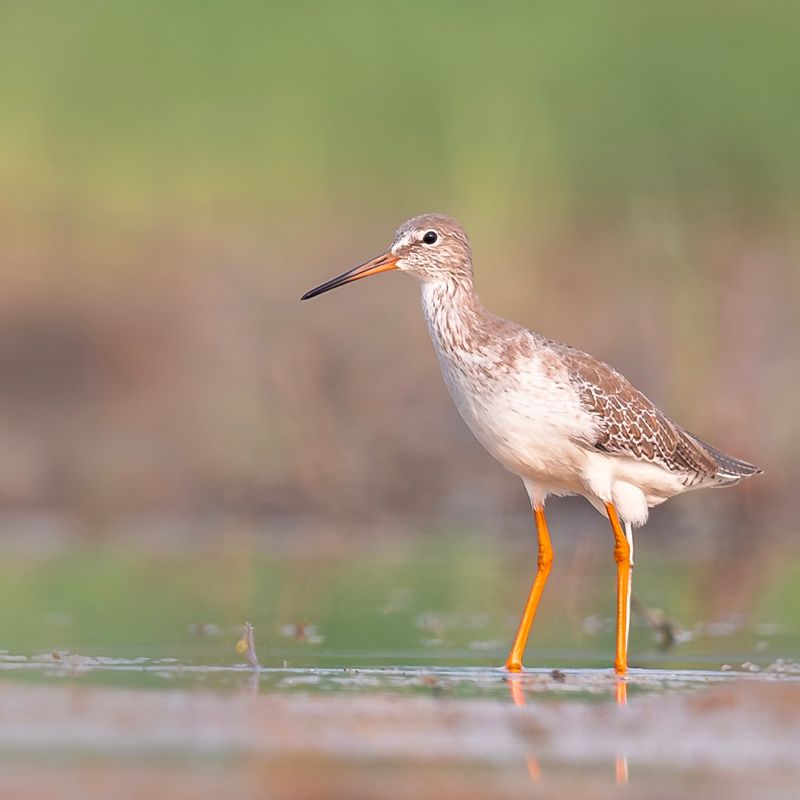 Common Redshank