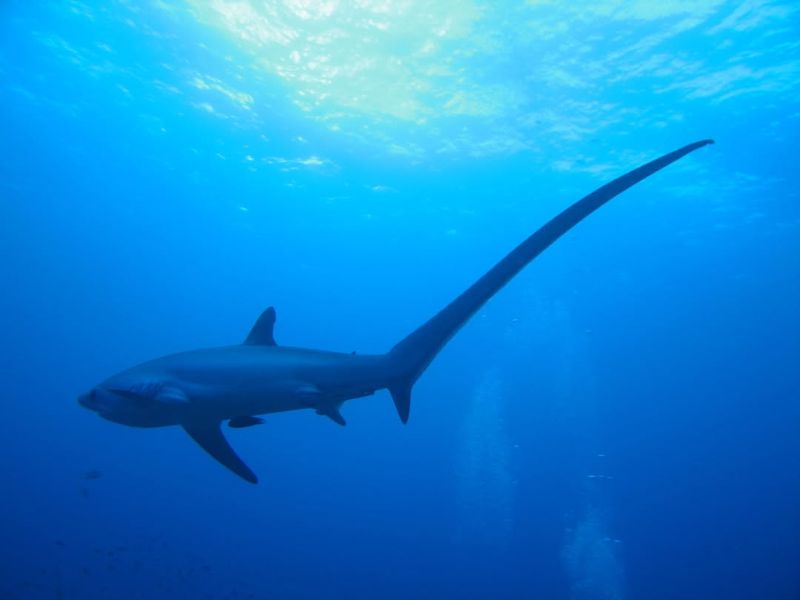 Common Thresher Shark