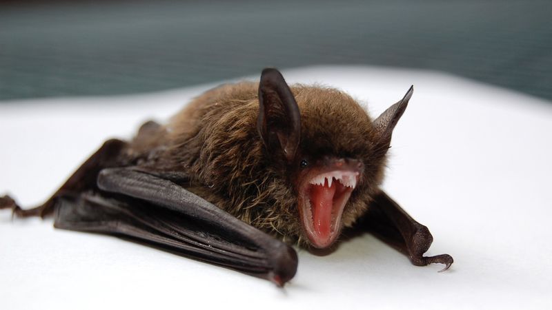 Common Vampire Bat