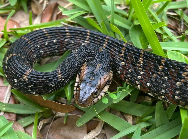 Common Water Snake