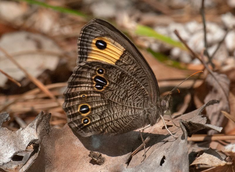 Common Wood-Nymph