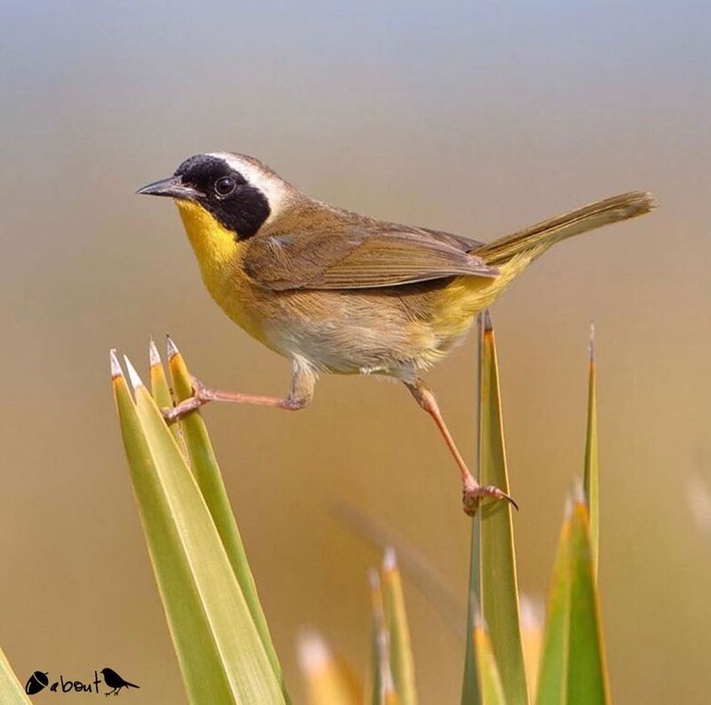 Common Yellowthroat