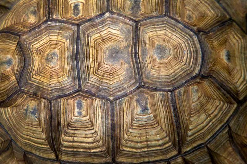 15 Things You Didn’t Know About Tortoise Shells