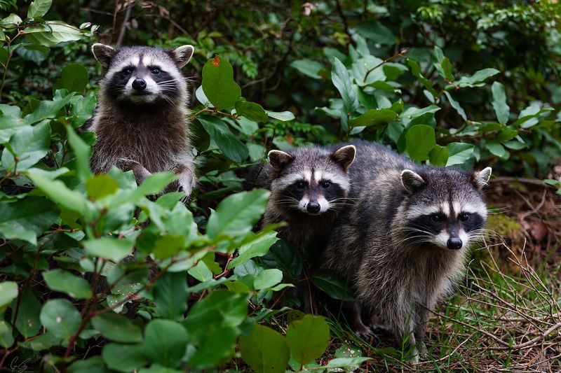 Compost Helpers