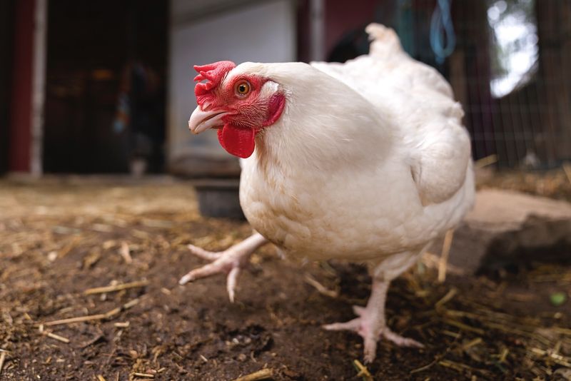 Composting Companions