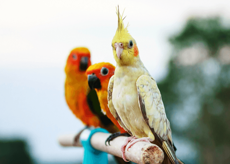 Con: Birds May Trigger Allergies