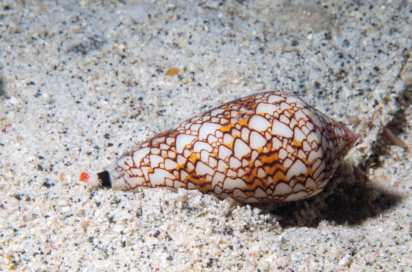 Cone Snail