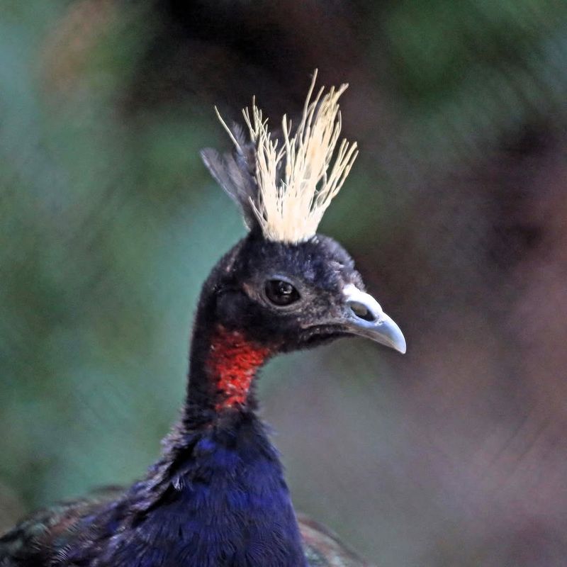 Congo Peafowl