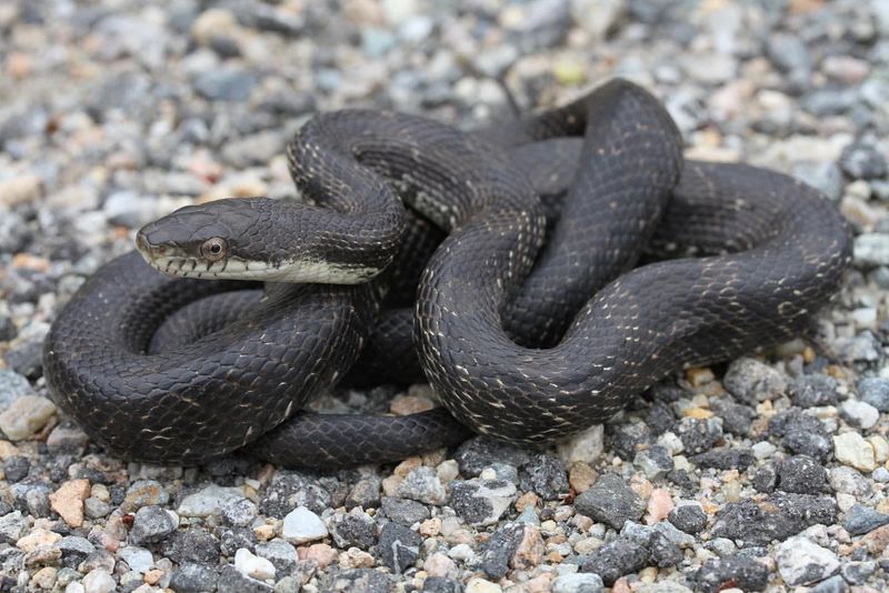 Connecticut's Eastern Rat Snake