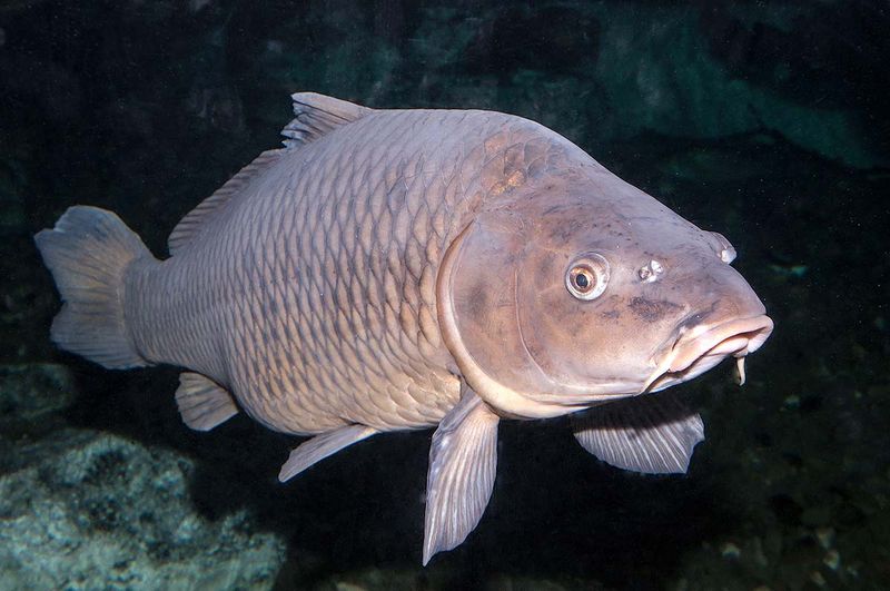 Connecticut: Common Carp