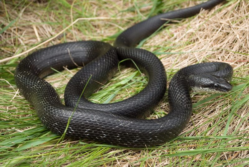 Connecticut - Eastern Rat Snake