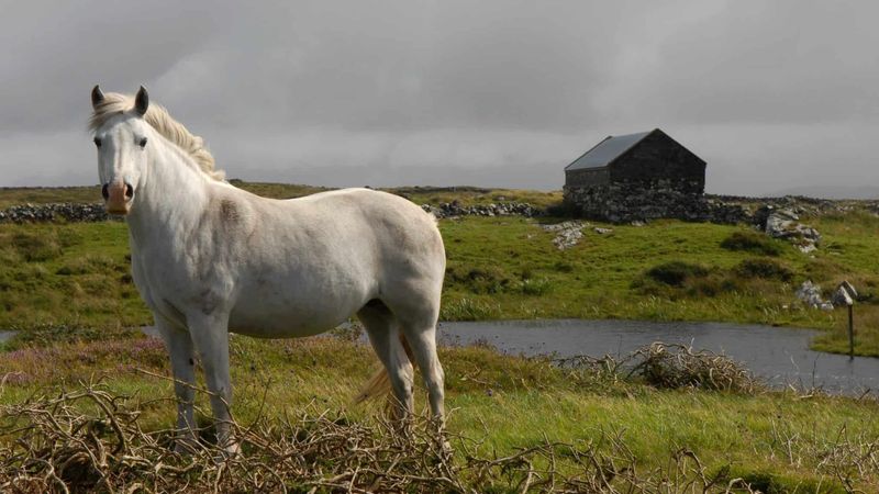 Connemara Pony