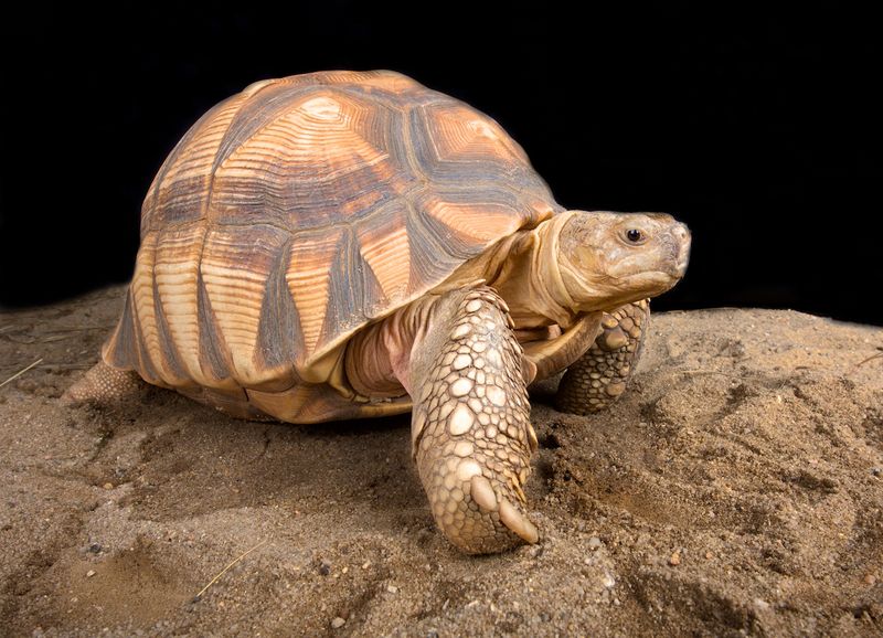 Conservation Efforts for Tortoise Shell Protection