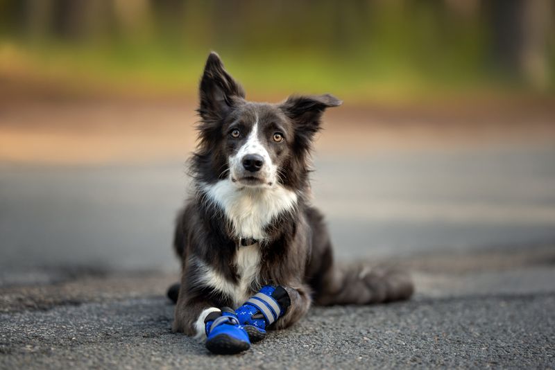 Consider Dog Shoes