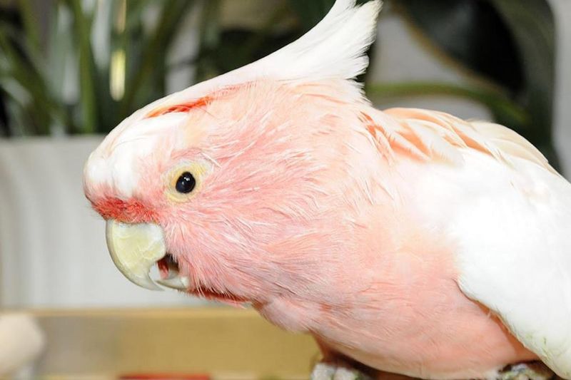 Cookie the Cockatoo