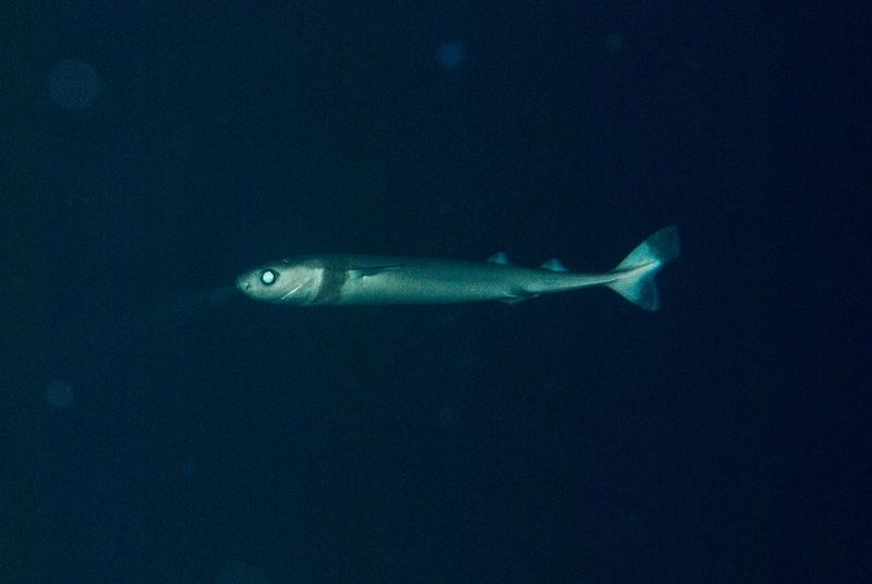 Cookiecutter Shark