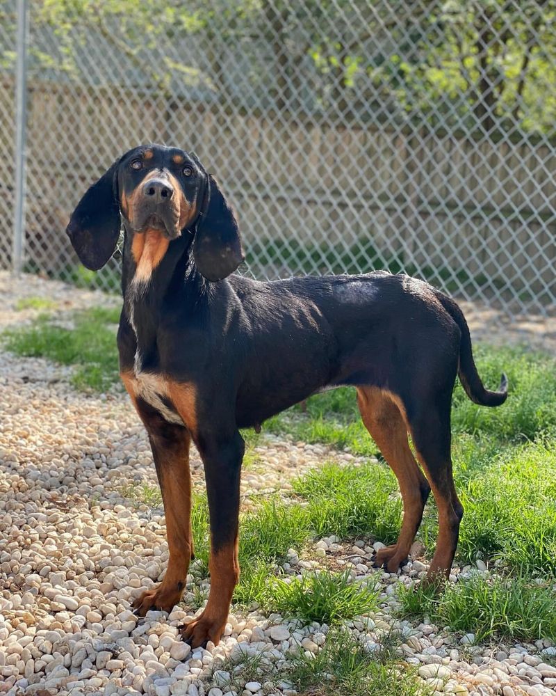 Coonhound