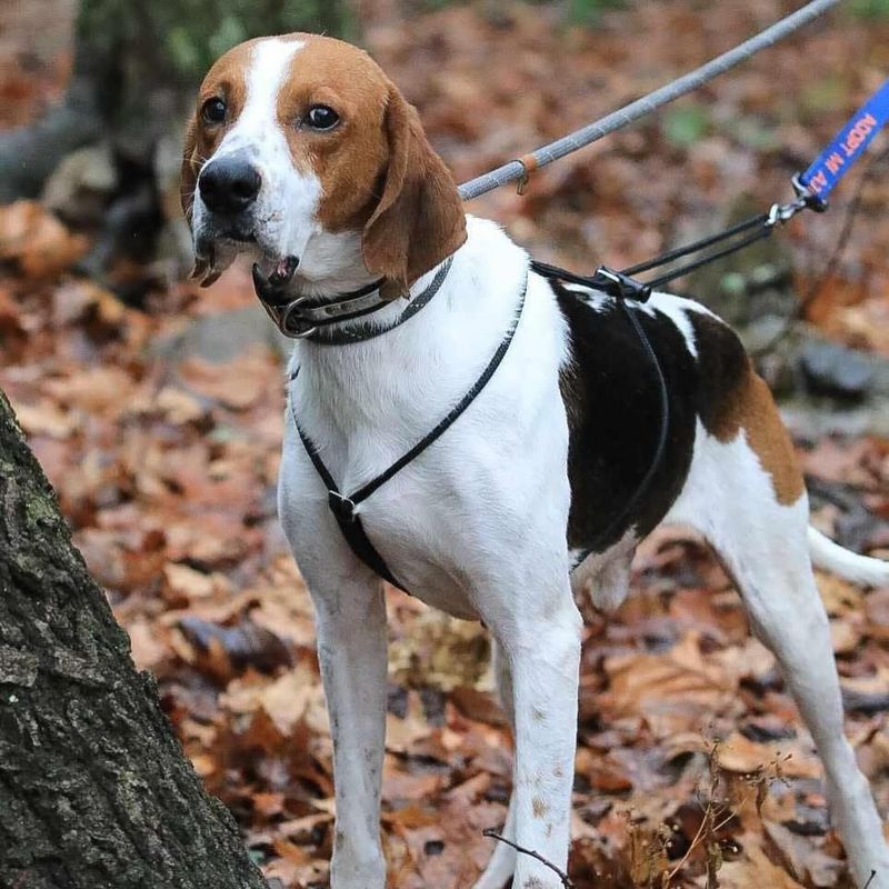 Coonhound