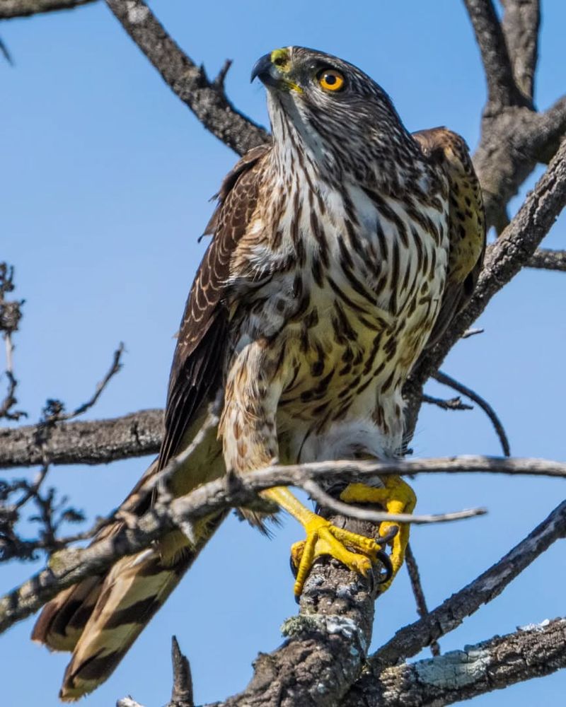 Cooper's Hawk