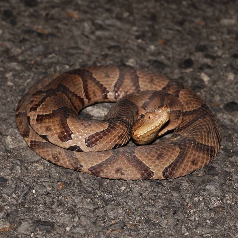 Copperhead Snake