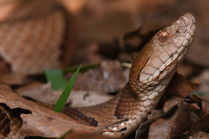 Copperhead Snake