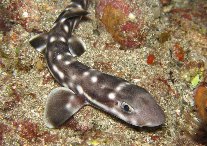 Coral Catshark