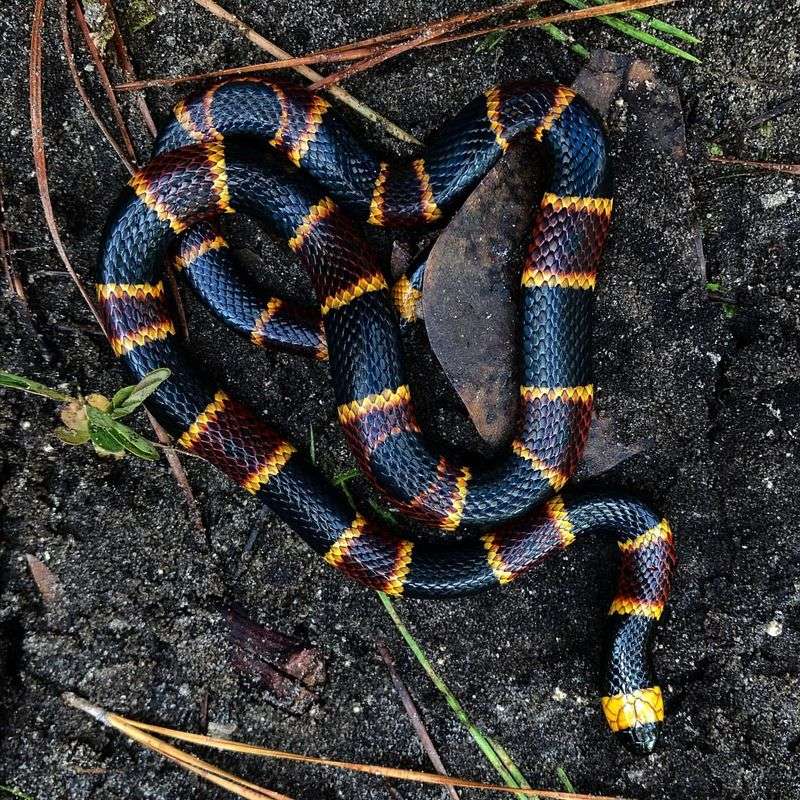 Coral Snake